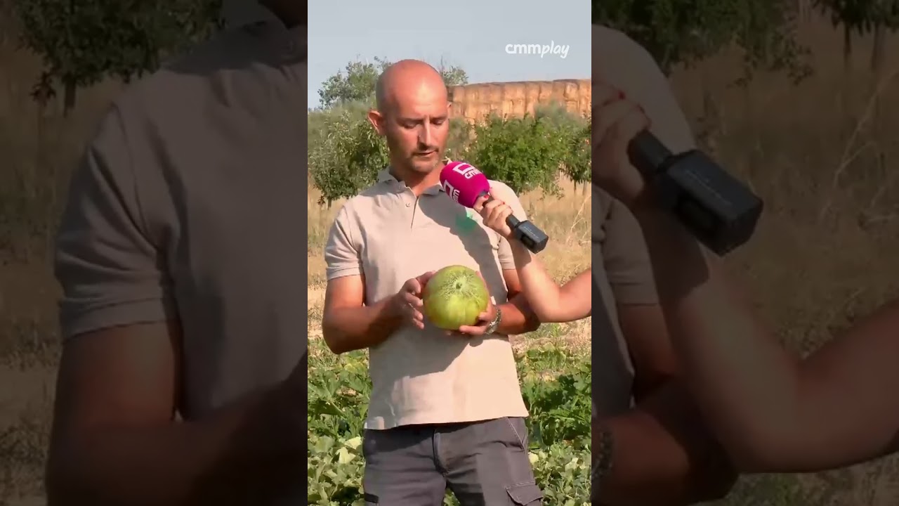 Melón mochuelo: la variedad de melón más buscada #AnchaesCLM
