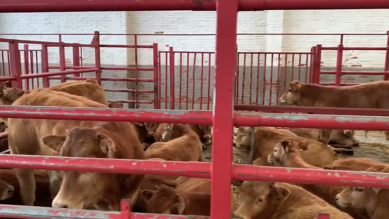 La Lonja del Mercado de Salamanca en Salamaq. Carnes vacunas españolas. Rumbo al LimAngus.🇦🇷🇪🇸💃🏻